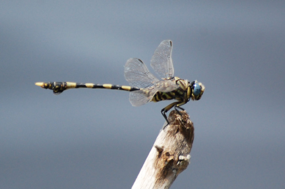 Libellula - Etiopia:  Ictinogomphus ferox